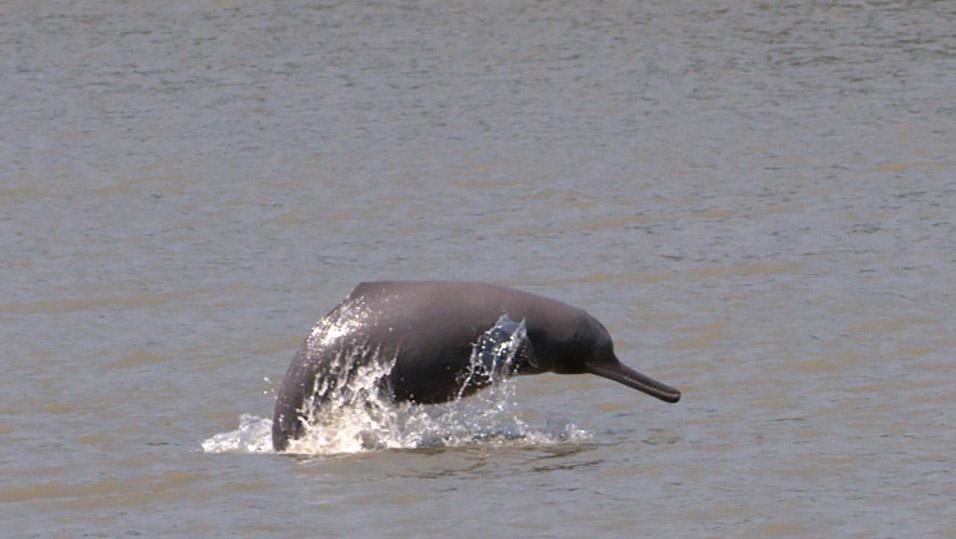 new-sanctuaries-rare-freshwater-dolphins-asia.jpg