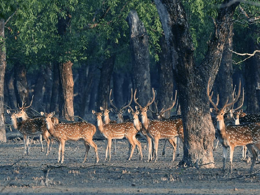 spotted-deer-sundarban.jpg